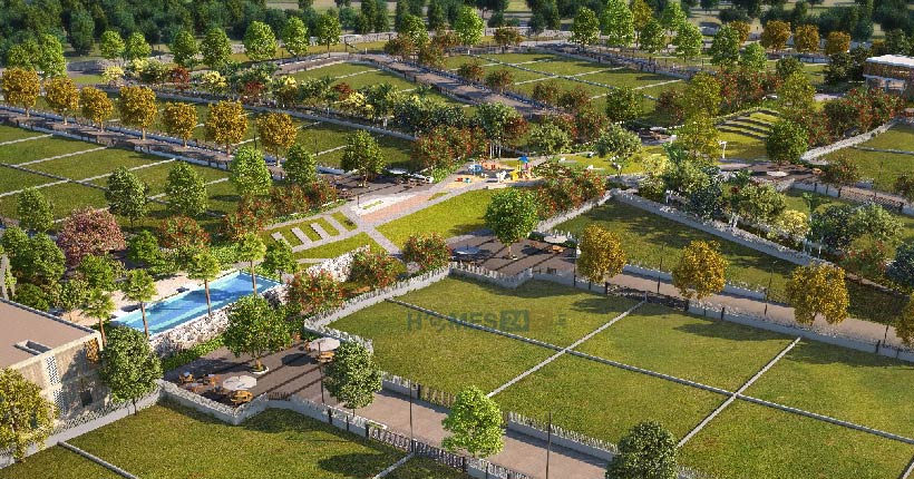 46 Banyan Tree Cover Image