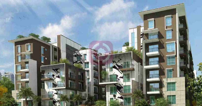 Estella Maple Square Cover Image